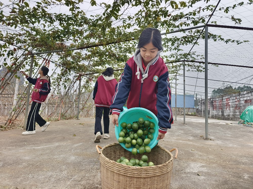 樟木三中学生在校内劳动教育基地收百香果1.jpg